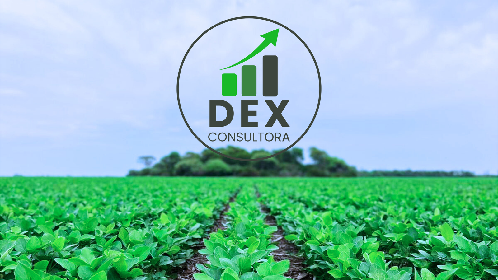 portada dex consultora